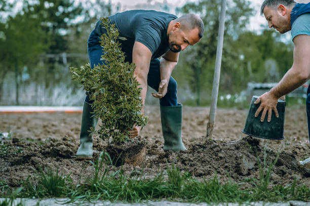 Mulching Services in Forest Meadows, CA